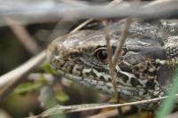 Lacerta agilis