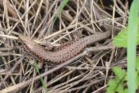 Podarcis muralis