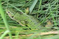 Lacerta bilineata