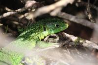 Lacerta bilineata