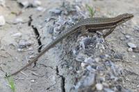 Podarcis muralis
