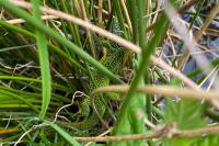 Lacerta bilineata