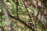 Lacerta agilis