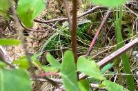 Lacerta agilis