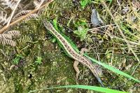 Lacerta agilis