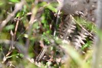Lacerta agilis