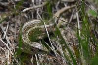 Lacerta agilis