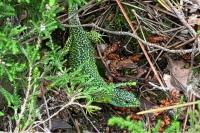 Lacerta bilineata