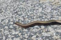 Anguis fragilis