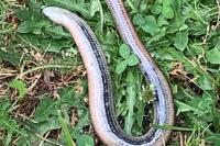 Anguis fragilis