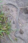 Vipera aspis