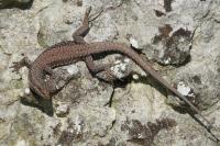 Lézard des murailles