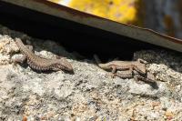 Lézard des murailles