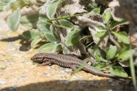 Lézard des murailles