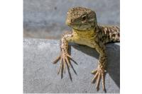 Podarcis muralis