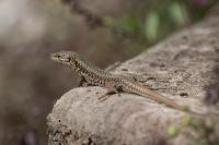 Podarcis muralis
