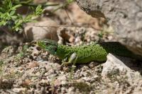 Lézard à deux raies