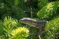 Podarcis muralis