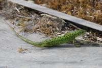 Lacerta bilineata