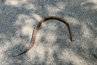 Vipera aspis
