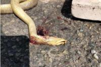 Zamenis longissimus
