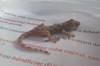 Tarentola mauritanica