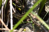 Lacerta agilis