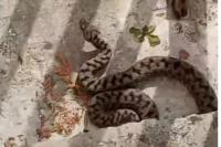 Vipera aspis