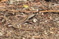 Lézard des murailles