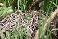Lacerta agilis