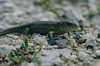 Lacerta agilis
