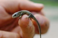 Lacerta agilis