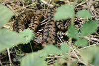 Vipera aspis