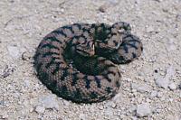 Vipera aspis