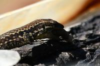 Podarcis muralis