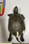 Emys orbicularis