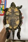 Emys orbicularis
