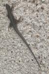 Podarcis muralis