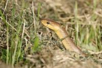 Zamenis longissimus