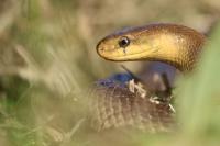Zamenis longissimus