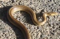 Zamenis longissimus