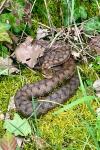 Vipera aspis