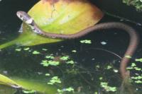Natrix helvetica