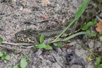 Natrix maura