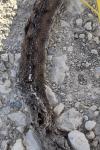 Vipera aspis