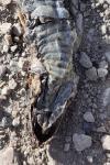 Vipera aspis