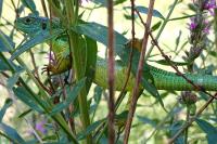 Lacerta bilineata