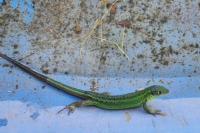 Lacerta bilineata
