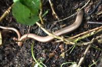 Anguis fragilis