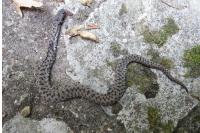 Vipera aspis